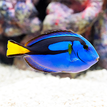 Blue Tang