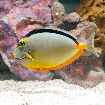 Naso Tang