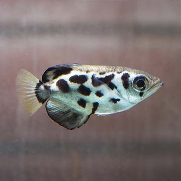 Clouded Archer Fish
