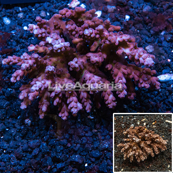 WYSIWYG SPS Corals