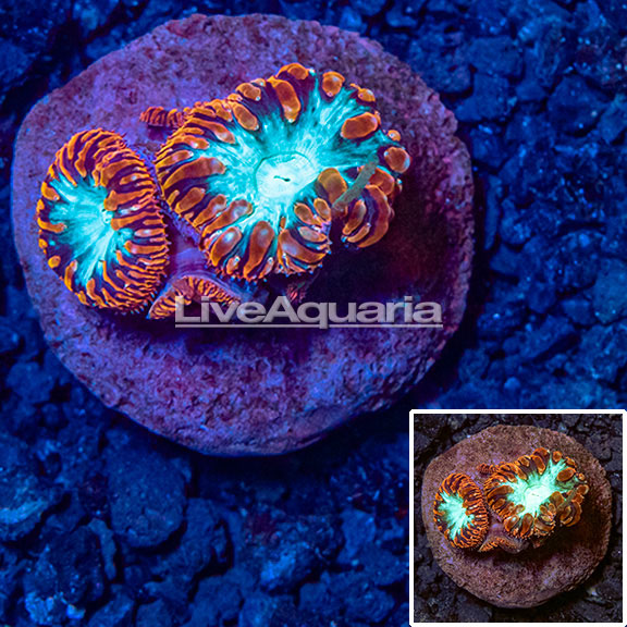 WYSIWYG Aquacultured Corals