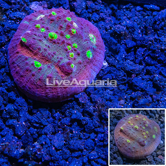 LiveAquaria® 6-in-1 Aquarium Cleaning Tool