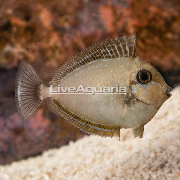 LiveAquaria® Captive-Bred Gold Angelfish Group