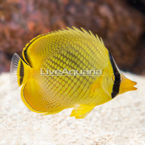 LiveAquaria® Captive-Bred Gold Angelfish Group