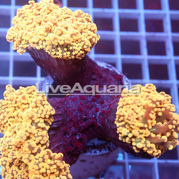 Branching Orange Frogspawn Coral Solomon (click for more detail)