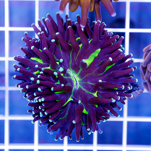 Long Tentacle Plate Coral