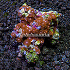 Aussie Smoldering Cauldron Colony Polyp Rock Zoanthus IM (click for more detail)
