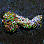 Radioactive Dragon Eye and Wham'n Watermelon Colony Polyp Rock Zoanthus Indonesia IM (click for more detail)