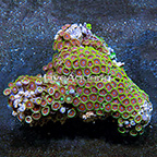 Wham'n Watermelon and Radioactive Dragon Eye Colony Polyp Rock Zoanthus Indonesia IM (click for more detail)