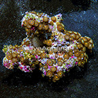 Dreamweaver Colony Polyp Rock Zoanthus Indonesia IM (click for more detail)