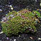 Incredibles and Horizons Colony Polyp Rock Zoanthus Indonesia IM (click for more detail)
