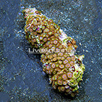 Combo Colony Polyp Rock Zoanthus Indonesia (click for more detail)