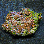 Smoldering Cauldron and Alien Eyes Colony Polyp Rock Zoanthus Indonesia IM (click for more detail)