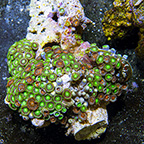 Radioactive Dragon Eye and Creamsicle Colony Polyp Rock Zoanthus Indonesia IM (click for more detail)