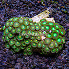 Green Bay Packers and Radioactive Dragon Eye Colony Polyp Rock Zoanthus Indonesia IM (click for more detail)