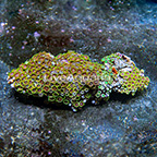 Wham'n Watermelon and Radioactive Dragon Eye Colony Polyp Rock Zoanthus Indonesia IM (click for more detail)