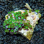 Green Bay Packers Colony Polyp Rock Zoanthus Indonesia IM (click for more detail)