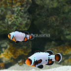 ORA® Captive-Bred Black Ice Snowflake Ocellaris Clownfish (Select Pair) (click for more detail)