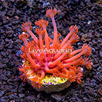 ORA® Red Goniopora Coral (click for more detail)