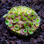 ORA® Sprung's Stunner Chalice Coral (click for more detail)