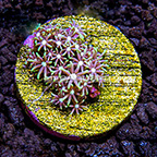 USA Cultured Star Polyp (click for more detail)