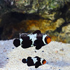 ORA® Captive-Bred Misbar Black Snowflake Ocellaris Clownfish (Bonded Pair) (click for more detail)