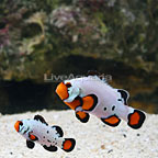 ORA® Captive-Bred Premium Frostbite Ocellaris Clownfish (Select Pair) (click for more detail)