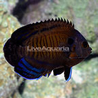 Diver's Den® Fish: WYSIWYG Marine Fish
