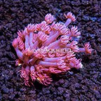 Australian Pink Goniopora Coral (click for more detail)