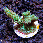 ORA® Marshall Islands Hydnophora Coral (click for more detail)
