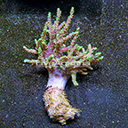 Aussie Sinularia Finger Leather Coral  (click for more detail)
