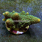 Digitate Acropora Coral Tonga (click for more detail)