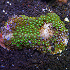 Radioactive Dragon Eye and Wham'n Watermelon Colony Polyp Rock Zoanthus Indonesia IM (click for more detail)