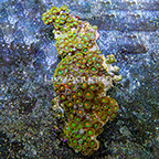 Radioactive Dragon Eye and Miami Hurricane Colony Polyp Rock Zoanthus Indonesia IM (click for more detail)