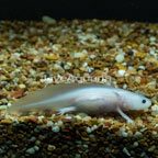 Leucistic Axolotl (click for more detail)