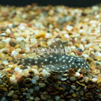 Snowball (L-201) Plecostomus  (click for more detail)