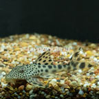 Para (L-075) Plecostomus (click for more detail)
