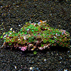 Radioactive Dragon Eye and Wham'n Watermelon Colony Polyp Rock Zoanthus Indonesia IM (click for more detail)