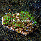 Radioactive Dragon Eye Colony Polyp Rock Zoanthus Indonesia IM (click for more detail)