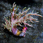Aussie Sinularia Finger Leather Coral (click for more detail)