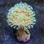 Aussie Toadstool Mushroom Leather Coral (click for more detail)