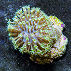 Biota Cultured Ultra Green Toadstool Leather Coral (click for more detail)