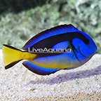 African Yellow Belly Blue Tang  (click for more detail)