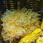Bubble Tip Anemone Green Speckled with Colored Tips (click for more detail)