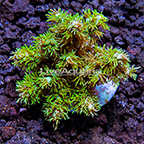 ORA® Fuzzy Green Acropora Coral (click for more detail)