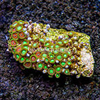 Radioactive Dragon Eye and Wham'n Watermelon Colony Polyp Rock Zoanthus Indonesia IM (click for more detail)