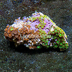Orange Horizons and Radioactive Dragon Eye Colony Polyp Rock Zoanthus Indonesia IM (click for more detail)