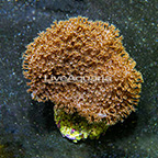 Biota Cultured Ultra Toadstool Leather Coral (click for more detail)
