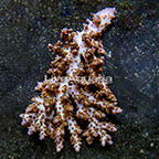 Aussie Tabling Acropora Coral  (click for more detail)