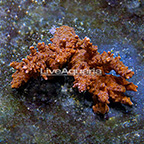 Aussie Bushy Acropora Coral (click for more detail)